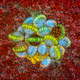 Image for article titled Feather scales, pollen grains, and a single teardrop: what photos of the microscopic world reveal